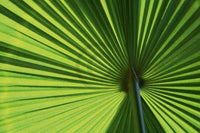Ortwin Klipp Leaf 1 Art Print 70x50cm | Yourdecoration.com