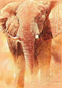 Renato Casaro Elefant Study Art Print 70x100cm | Yourdecoration.com