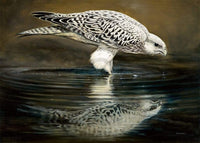 Renato Casaro Drinking Falcon Art Print 70x50cm | Yourdecoration.com