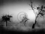 Tom Weber BÃ¤ume im Nebel II Art Print 90x70cm | Yourdecoration.com