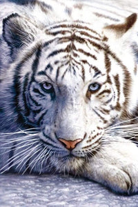 Pyramid White Tiger Poster 61x91,5cm | Yourdecoration.com