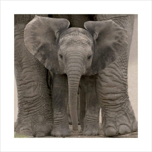 Pyramid Big Ears Baby Elephant Art Print 40x40cm | Yourdecoration.com