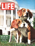 pyramid ppr54150 time life beagles Art Print 30x40cm | Yourdecoration.com