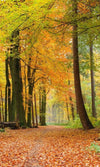 Dimex Autumn Forest Wall Mural 150x250cm 2 Panels | Yourdecoration.com