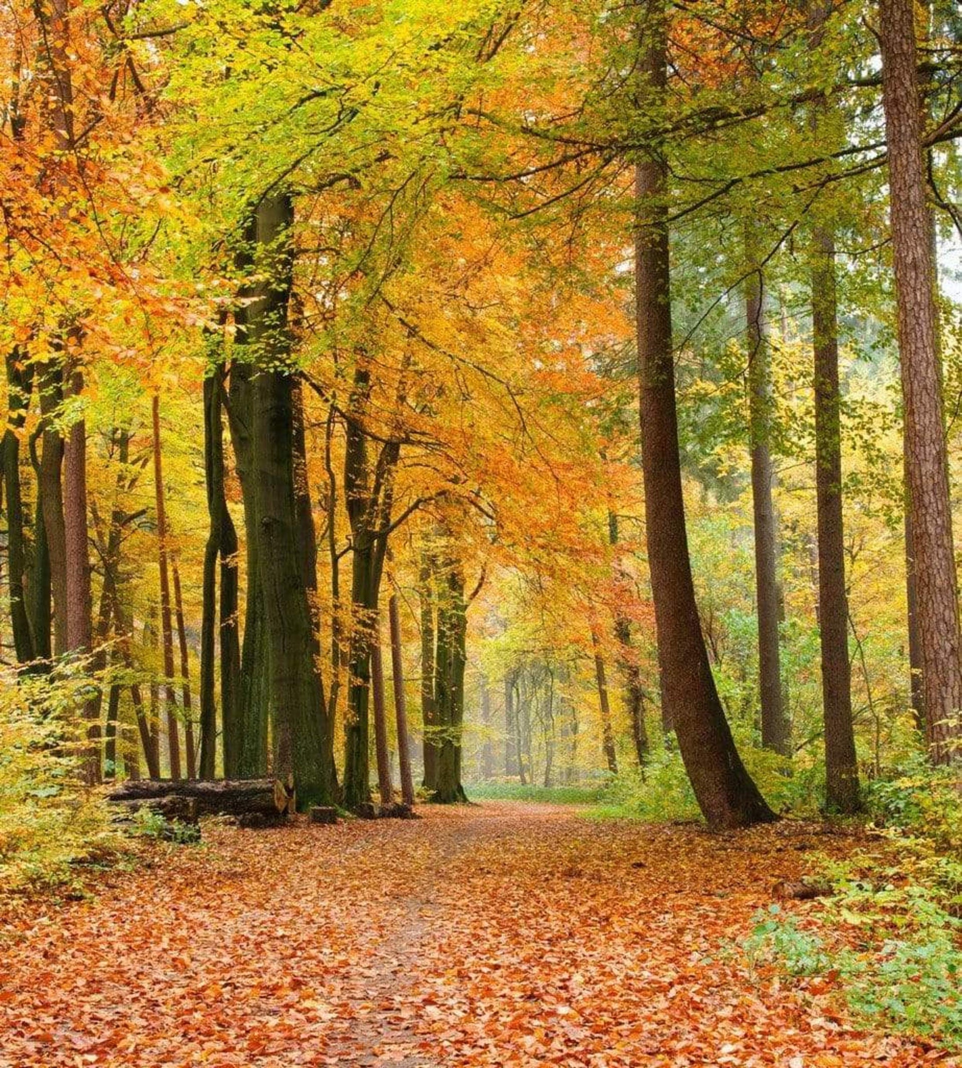 Dimex Autumn Forest Wall Mural 225x250cm 3 Panels | Yourdecoration.com