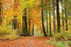 Dimex Autumn Forest Wall Mural 375x250cm 5 Panels | Yourdecoration.com
