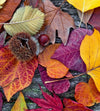 Dimex Autumn Leaves Wall Mural 225x250cm 3 Panels | Yourdecoration.com