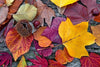 Dimex Autumn Leaves Wall Mural 375x250cm 5 Panels | Yourdecoration.com