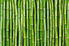 Dimex Bamboo Wall Mural 375x250cm 5 Panels | Yourdecoration.com