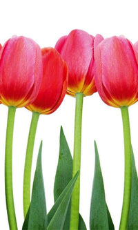 Dimex Bed of Tulips Wall Mural 150x250cm 2 Panels | Yourdecoration.com