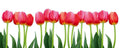 Dimex Bed of Tulips Wall Mural 375x150cm 5 Panels | Yourdecoration.com