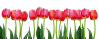 Dimex Bed of Tulips Wall Mural 375x150cm 5 Panels | Yourdecoration.com