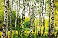 Dimex Birch Forest Wall Mural 375x250cm 5 Panels | Yourdecoration.com