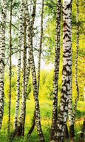Dimex Birch Path Wall Mural 150x250cm 2 Panels | Yourdecoration.com