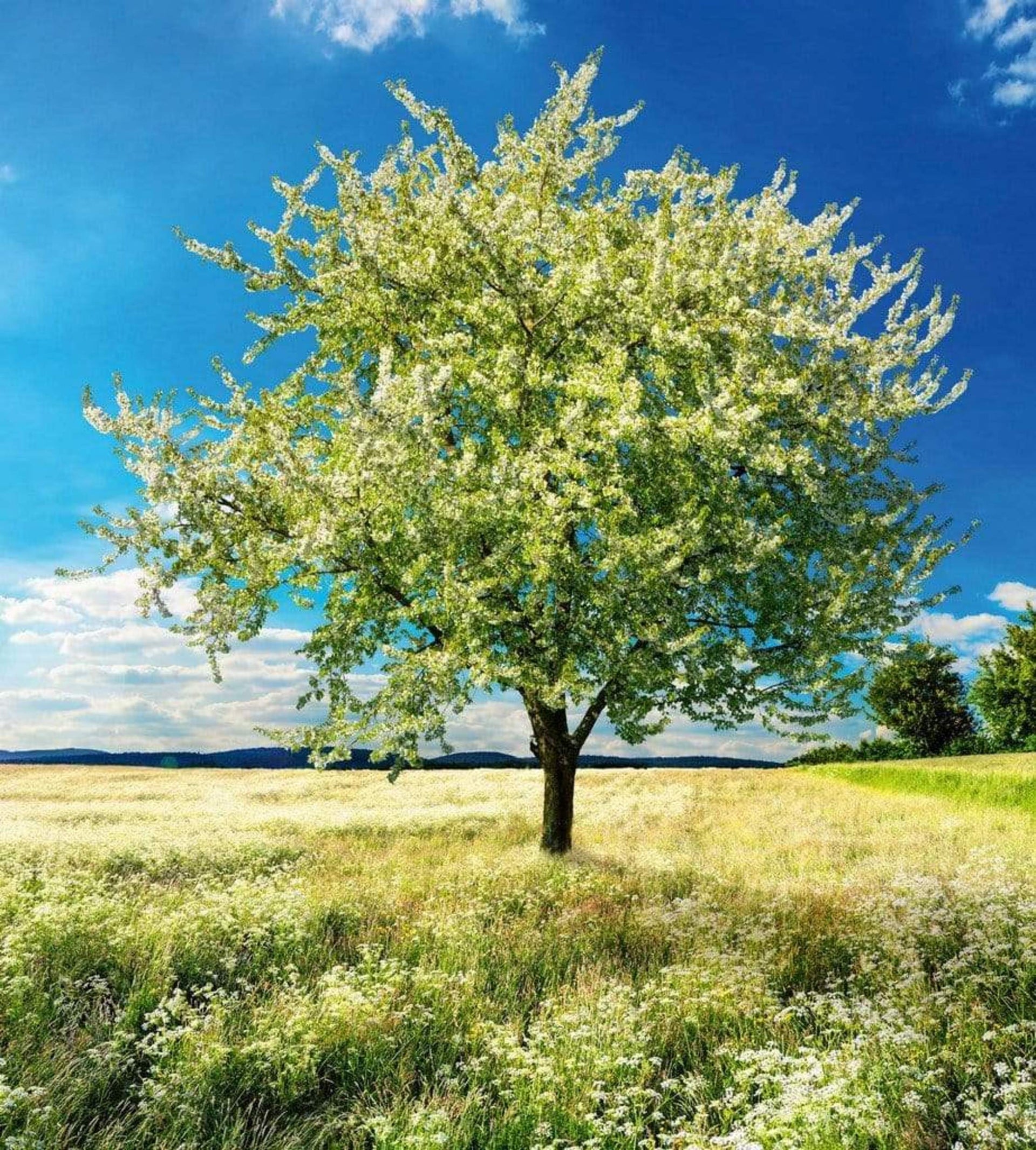 Dimex Blossom Tree Wall Mural 225x250cm 3 Panels | Yourdecoration.com