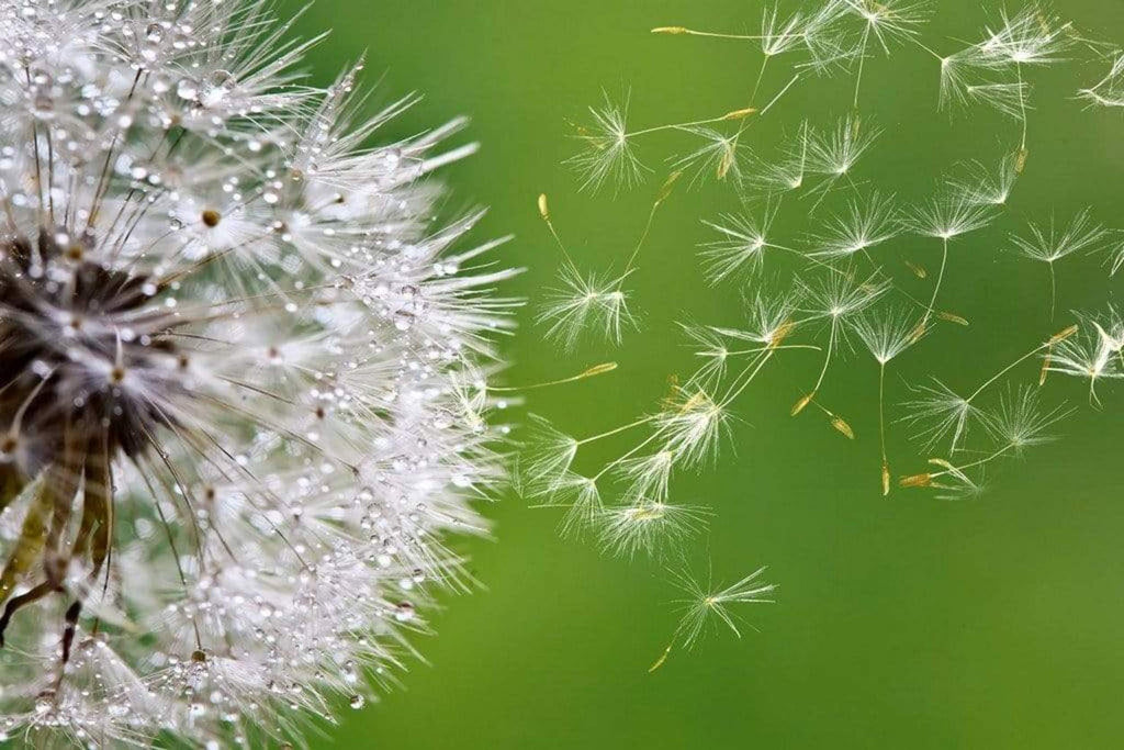 Dimex Blowing Dandelion Wall Mural 375x250cm 5 Panels | Yourdecoration.com