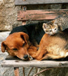 Dimex Cat and Dog Wall Mural 225x250cm 3 Panels | Yourdecoration.com