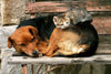 Dimex Cat and Dog Wall Mural 375x250cm 5 Panels | Yourdecoration.com