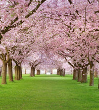 Dimex Cherry Trees Wall Mural 225x250cm 3 Panels | Yourdecoration.com