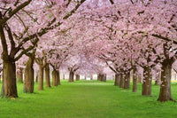 Dimex Cherry Trees Wall Mural 375x250cm 5 Panels | Yourdecoration.com