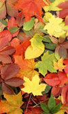 Dimex Colorful leaves Wall Mural 150x250cm 2 Panels | Yourdecoration.com