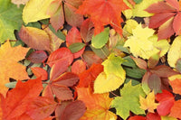 Dimex Colourful Leaves Wall Mural 375x250cm 5 Panels | Yourdecoration.com
