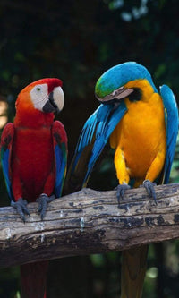 Dimex Colourful Macaw Wall Mural 150x250cm 2 Panels | Yourdecoration.com