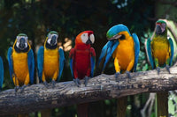 Dimex Colourful Macaw Wall Mural 375x250cm 5 Panels | Yourdecoration.com