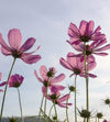 Dimex Cosmos Flowers Wall Mural 225x250cm 3 Panels | Yourdecoration.com