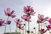 Dimex Cosmos Flowers Wall Mural 375x250cm 5 Panels | Yourdecoration.com