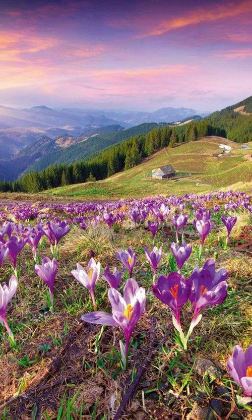 Dimex Crocuses at Spring Wall Mural 150x250cm 2 Panels | Yourdecoration.com