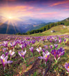 Dimex Crocuses at Spring Wall Mural 225x250cm 3 Panels | Yourdecoration.com