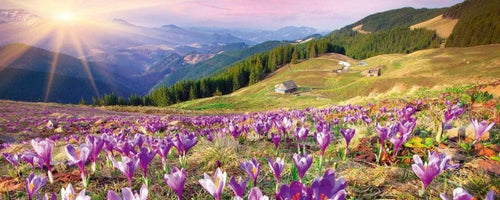 Dimex Crocuses at Spring Wall Mural 375x150cm 5 Panels | Yourdecoration.com
