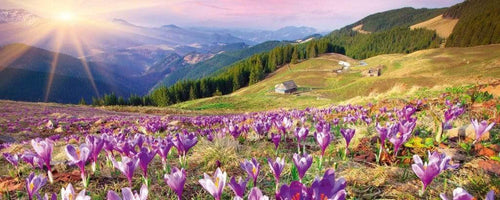 Dimex Crocuses at Spring Wall Mural 375x150cm 5 Panels | Yourdecoration.com