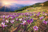 Dimex Crocuses at Spring Wall Mural 375x250cm 5 Panels | Yourdecoration.com