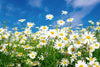 Dimex Daisies Wall Mural 375x250cm 5 Panels | Yourdecoration.com