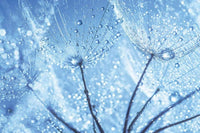 Dimex Dandelion Water Drops Wall Mural 375x250cm 5 Panels | Yourdecoration.com