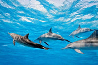 Dimex Dolphins Wall Mural 375x250cm 5 Panels | Yourdecoration.com