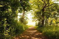 Dimex Forest Path Wall Mural 375x250cm 5 Panels | Yourdecoration.com