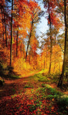 Dimex Forest Walk Wall Mural 150x250cm 2 Panels | Yourdecoration.com