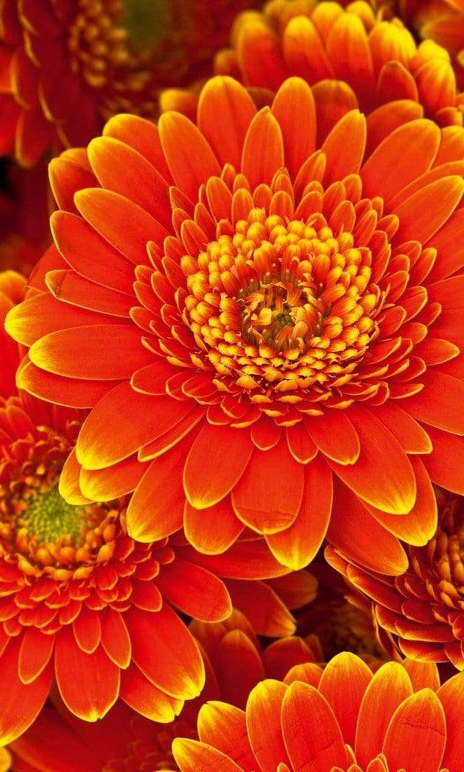 Dimex Gerbera Wall Mural 150x250cm 2 Panels | Yourdecoration.com