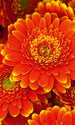 Dimex Gerbera Wall Mural 150x250cm 2 Panels | Yourdecoration.com