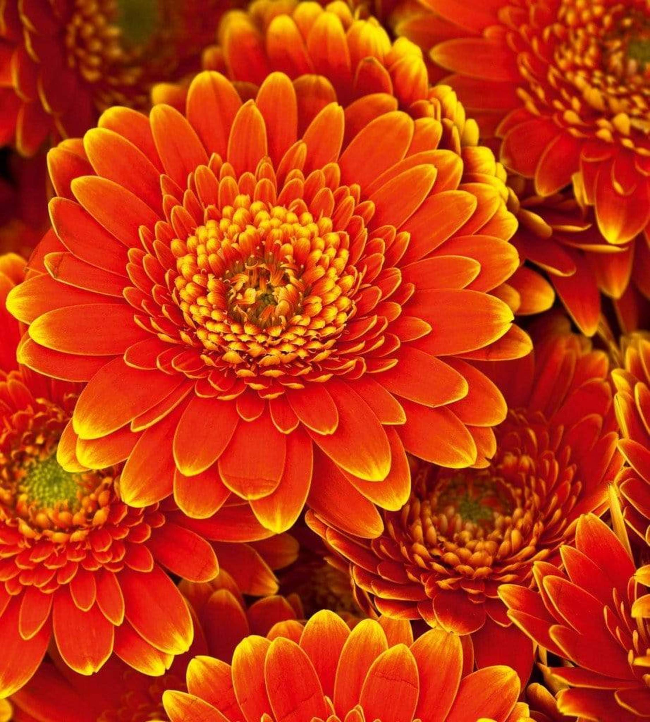 Dimex Gerbera Wall Mural 225x250cm 3 Panels | Yourdecoration.com