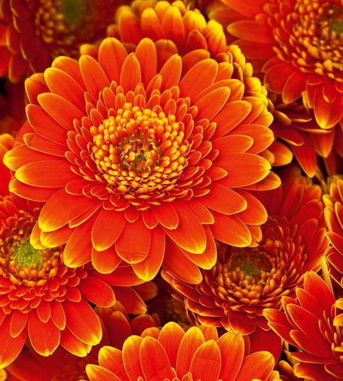 Dimex Gerbera Wall Mural 225x250cm 3 Panels | Yourdecoration.com
