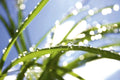 Dimex Grass Wall Mural 375x250cm 5 Panels | Yourdecoration.com