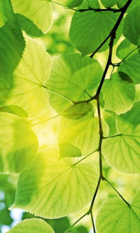 Dimex Green Leaves Wall Mural 150x250cm 2 Panels | Yourdecoration.com
