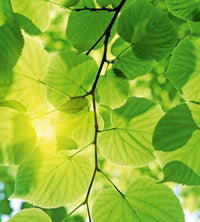 Dimex Green Leaves Wall Mural 225x250cm 3 Panels | Yourdecoration.com