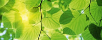 Dimex Green Leaves Wall Mural 375x150cm 5 Panels | Yourdecoration.com