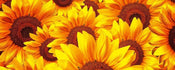 Dimex Helianthus Wall Mural 375x150cm 5 Panels | Yourdecoration.com