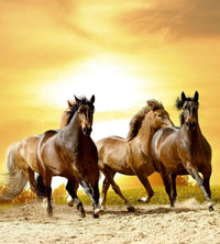 Dimex Horses in Sunset Wall Mural 225x250cm 3 Panels | Yourdecoration.com